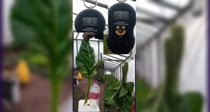 vivero plantas