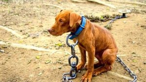 perro atado