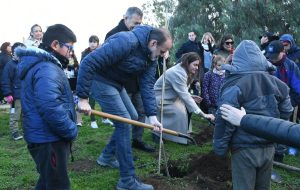 plantas forestacion