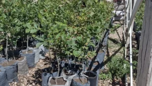 plantas vivero