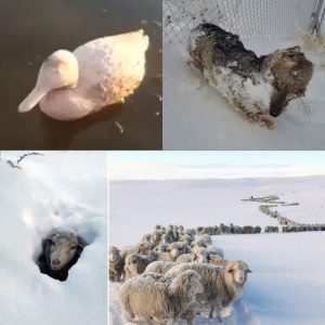animales frio