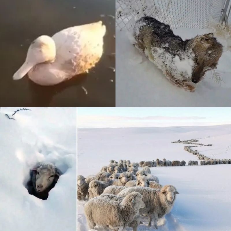 animales frio