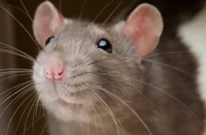 raton fiebre hemorragica