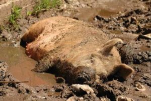 cerdo triquinosis
