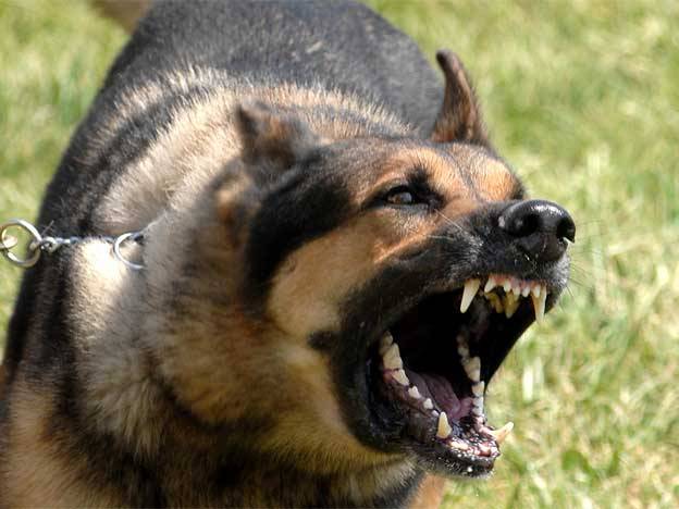 perro mordedura