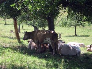 vaca arbol