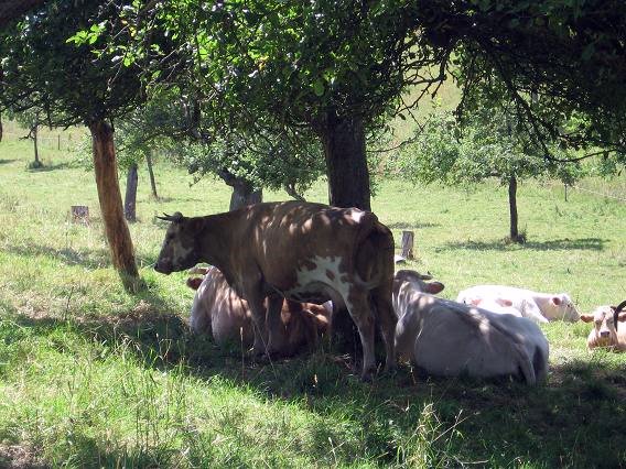 vaca arbol