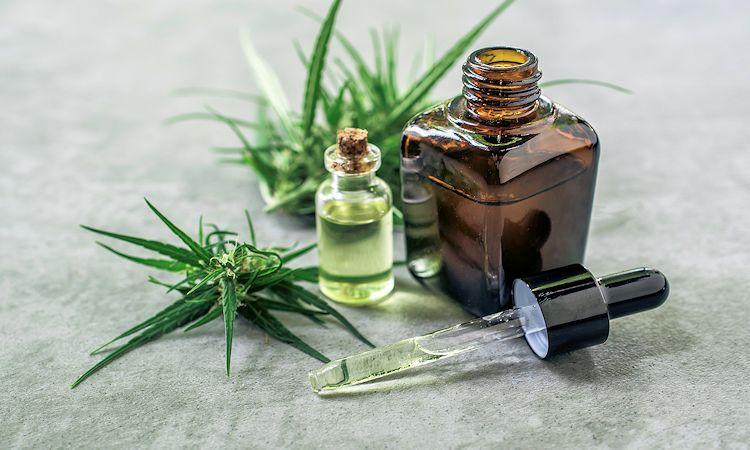cannabis medicinal