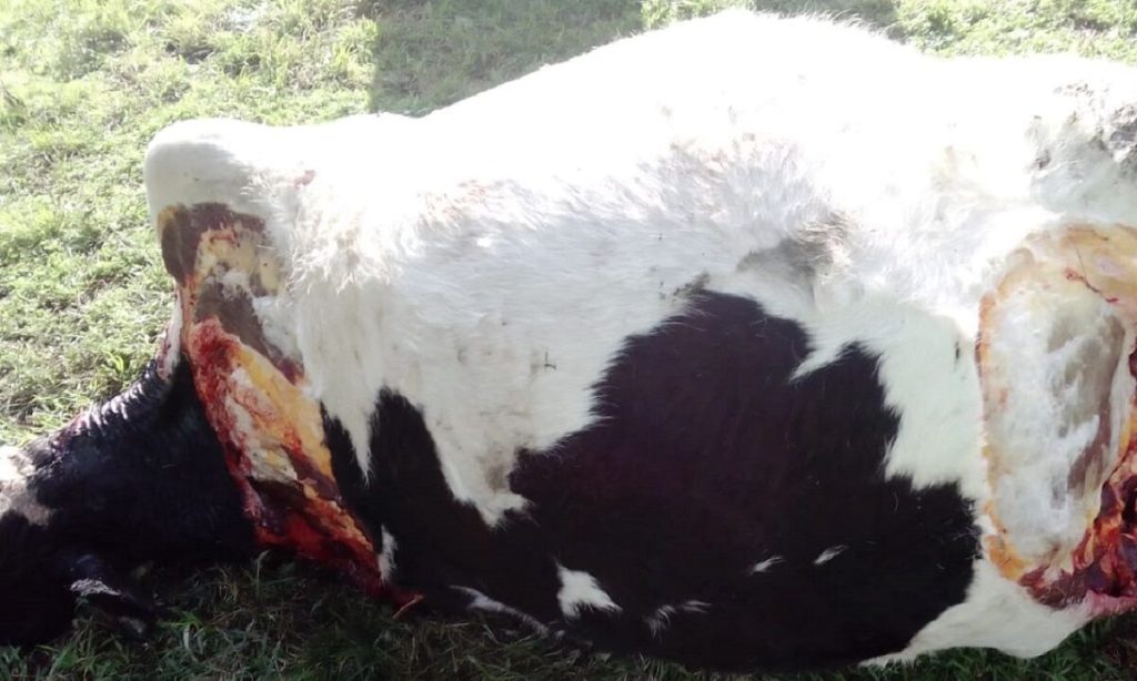 Les carnearon la vaca lechera que además estaba preñada. Dolor y bronca
