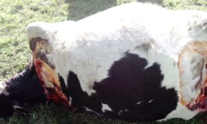 Les carnearon la vaca lechera que además estaba preñada. Dolor y bronca