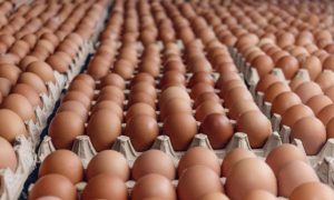 huevos