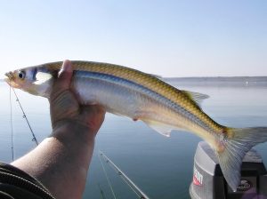 pejerrey pesca