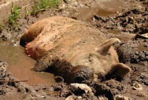 cerdo triquinosis