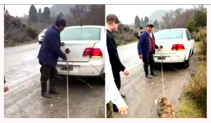 Ató a su perro al auto y lo arrastró porque estaba mojado y “tenía olor”