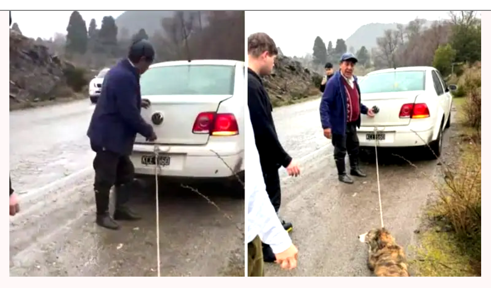 Ató a su perro al auto y lo arrastró porque estaba mojado y “tenía olor”