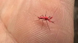 mosquito rojo