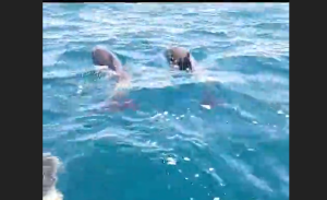 delfines