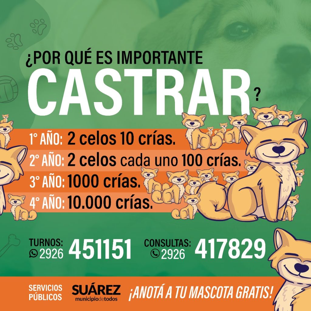¿Sabías que en Coronel Suárez podés castrar a tus mascotas de forma gratuita?