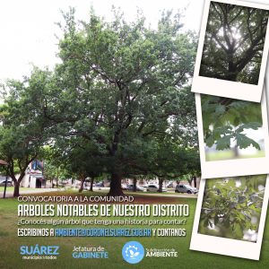 Convocatoria: ¿Conocés algún árbol que tenga una historia que contar?