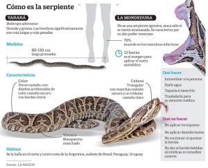 Llega el calor y las serpientes: ¿Qué hacer y qué no, ante una picadura?