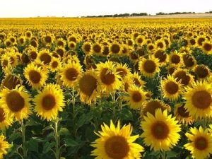 GIRASOL