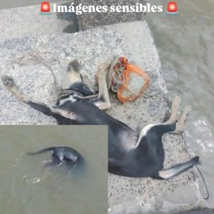 Horror en Berisso: ahogaron a un perro atándole una piedra al cuello