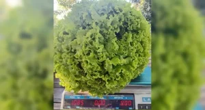 En la región un productor cosechó una planta de lechuga de más de un kilo