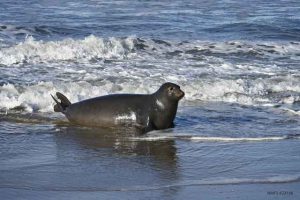 En Pehuén Co una elefanta marina hirió a un bañista este viernes