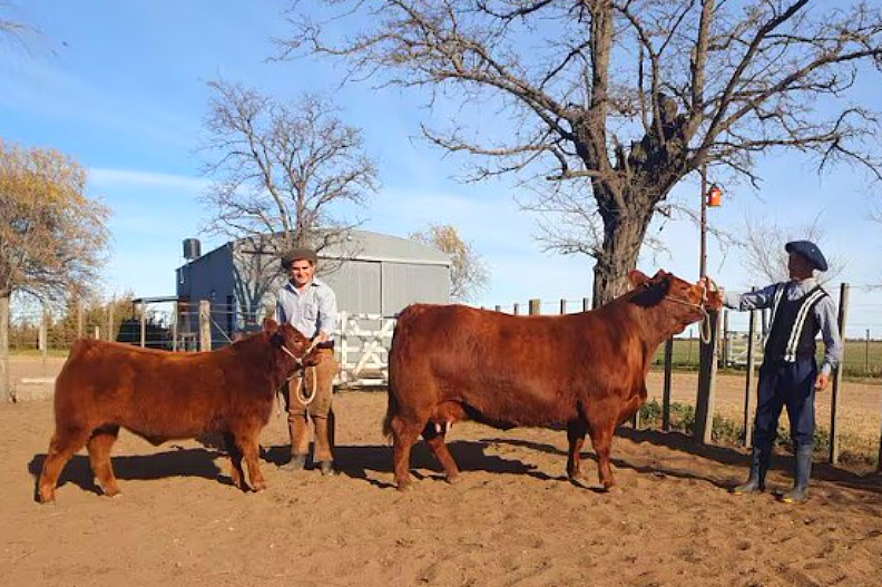 Una vaca de Tres Lomas es reconocida como la mejor del mundo en su raza