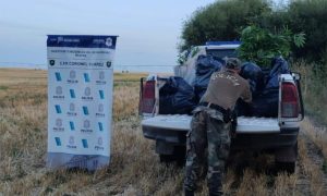 Siembra clandestina: secuestran más de 600 plantas de cannabis