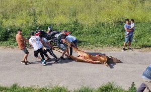 Denuncian “cancha libre” para el robo de carne y ganado en rutas bonaerenses