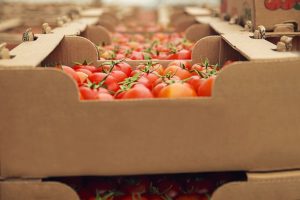tomates