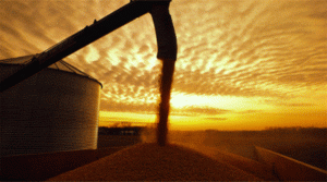 cereal campo agro