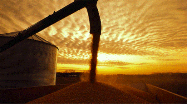 cereal campo agro