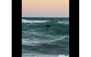 Insólito: apareció flotando una vaca muerta en Las Grutas