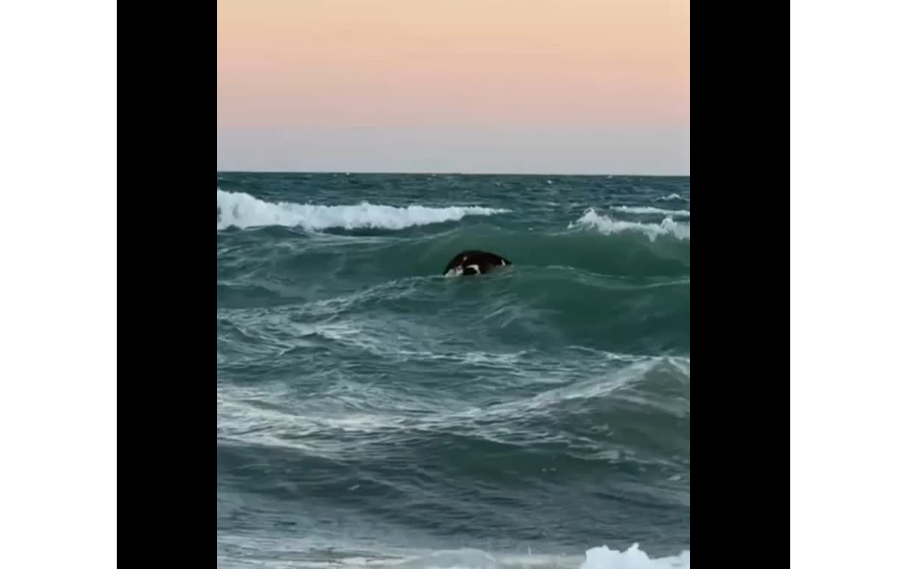 Insólito: apareció flotando una vaca muerta en Las Grutas