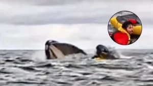 Hacía kayak en el sur y fue tragado por una ballena que luego lo expulsó