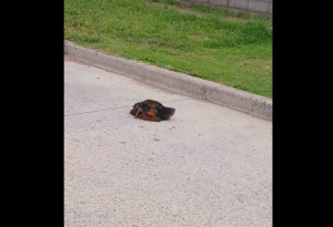 Olavarría: decapitaron un perro callejero y dejaron su cabeza en la calle