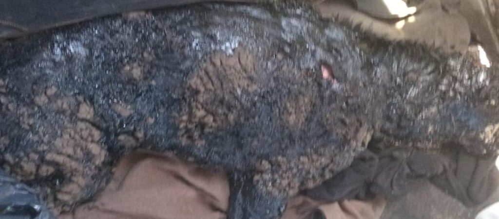 ¿Es necesaria tanta crueldad? Ahora encuentran un perro cubierto de brea