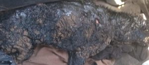¿Es necesaria tanta crueldad? Ahora encuentran un perro cubierto de brea