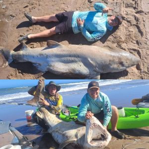 Indignación por la captura de un tiburón en peligro de extinción en Necochea