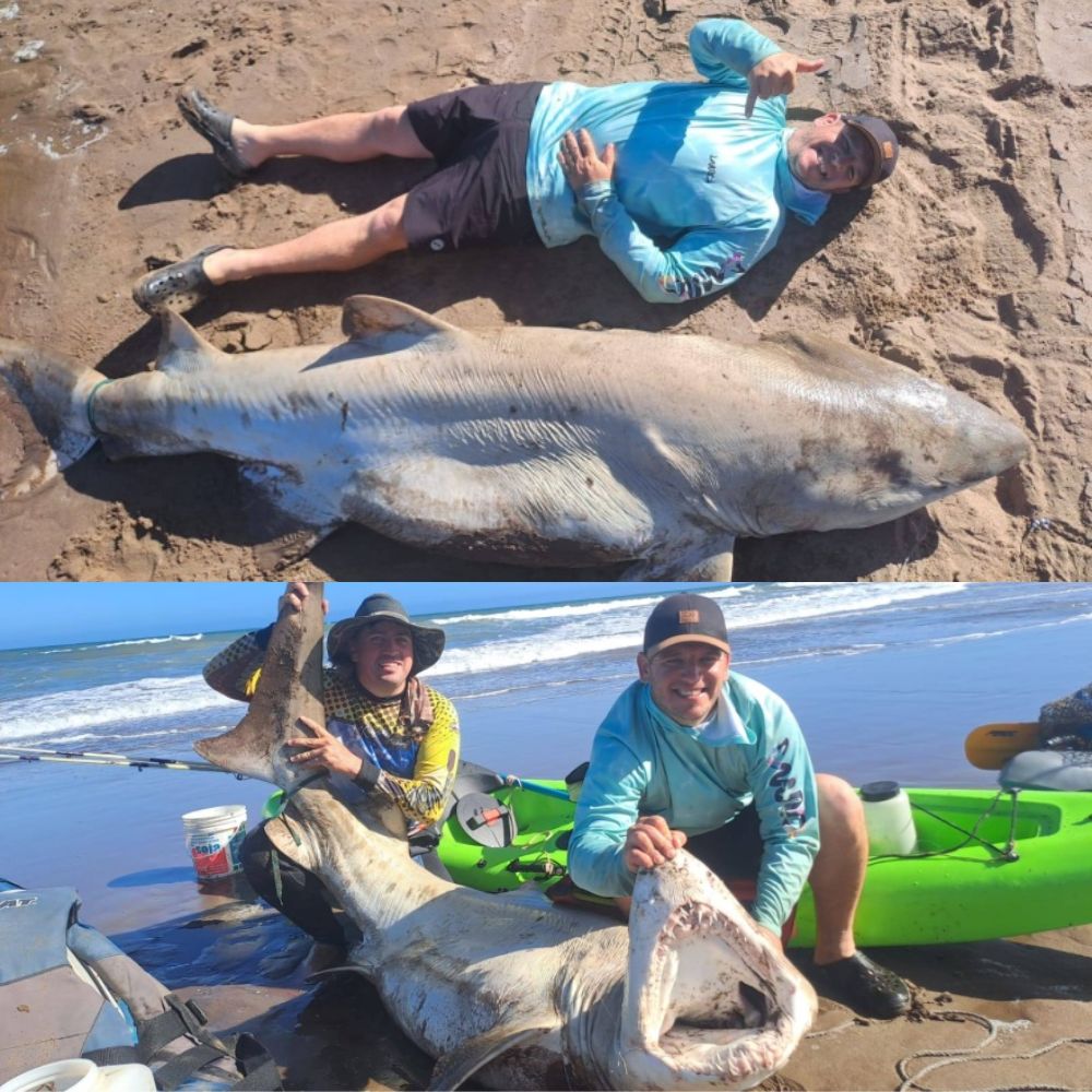 Indignación por la captura de un tiburón en peligro de extinción en Necochea