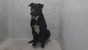 Un perro y una mujer terminaron en la comisaría por tener sexo en la vía pública