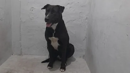 Un perro y una mujer terminaron en la comisaría por tener sexo en la vía pública