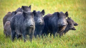 Habilitan la caza plaguicida del jabalí europeo en toda la provincia
