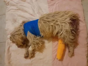 Justicia impuso multa y costos a dueña de pitbulls que lesionaron a un caniche