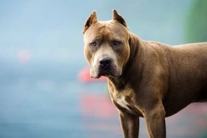 ¿Otra vez y hasta cuándo? Un perro mató a una niña de año y medio
