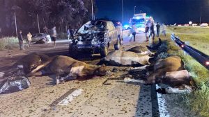 Una mujer murió luego de un choque múltiple contra una tropilla de caballos de polo