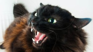 gato