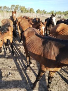 Condenan a un hombre a 3 meses de prisión por el maltrato de seis caballos